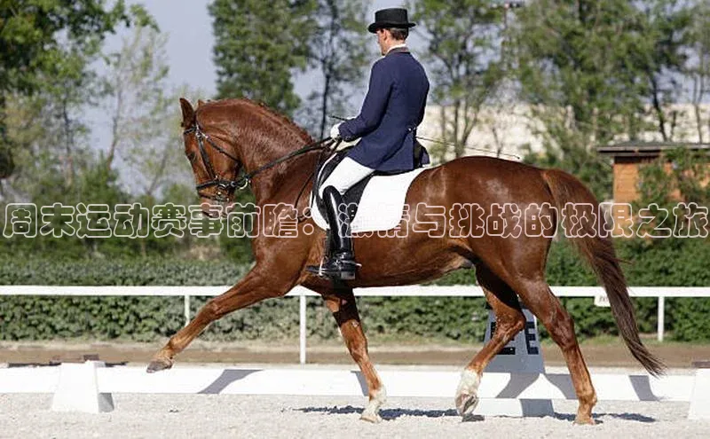 周末运动赛事前瞻：激情与挑战的极限之旅